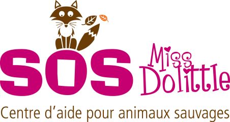 SOS Miss Dolittle